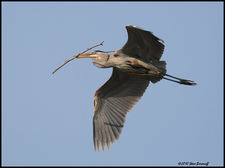 _0SB7235 great-blue heron with stick.jpg